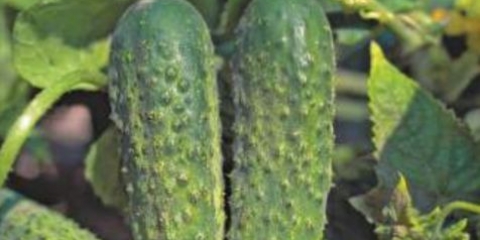 Sorte dugoročnih krastavaca za otvoreno tlo